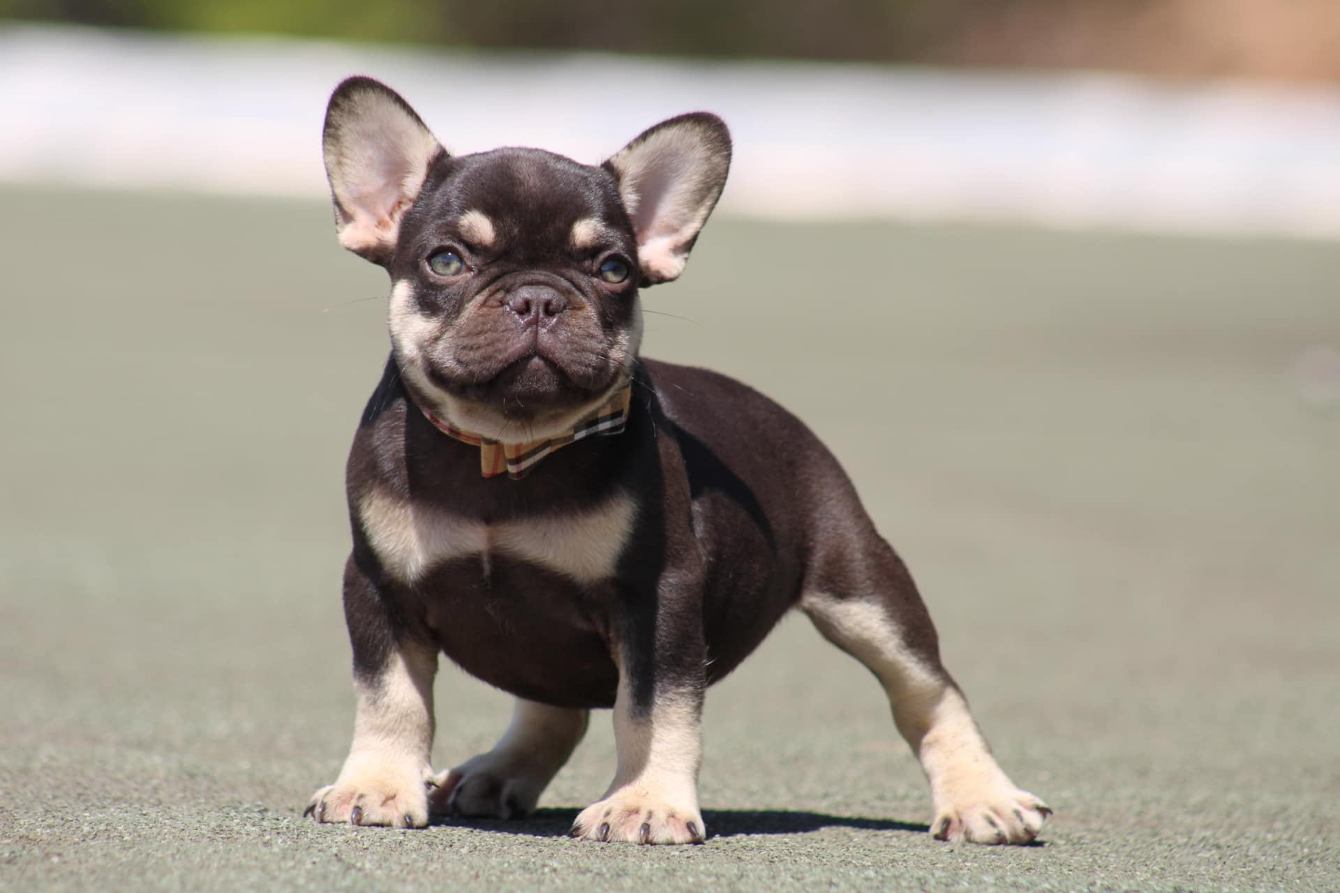 chiot bouledogue français exotique cocoa tan